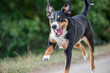 © Vince Scherer  - happy dog is running with flappy ears, Appenzeller Sennenhund