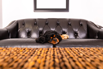 Wall Mural - A beautiful dog, a Cavalier King Charles Spaniel with Black and tan fur, rests on a dark brown leather sofa, beyond a bamboo coffee table in the foreground.