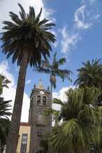 Palm Trees And Clock Tower