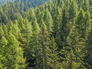  Aerial view of serene and tranquil coniferous forest and its canopy. Idyllic Tree tops in Swiss mountains seen from above.