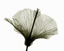 X-ray Image Of Hibiscus Flower