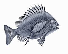 X-ray Image Of Sheephead Fish