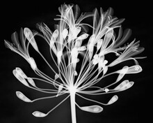 Inverted Image Of Lily Of Nile Flower