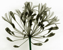 X-ray Image Of Lily Of Nile Flower