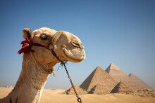 Portrait Of A Camel In Front Of The Pyramids Of Giza, Egypt