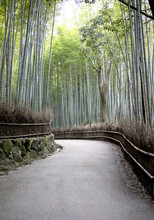 Sagano Bamboo Forest, Kyoto, Japan