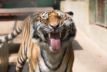 Tiger Snarling, Chiang Mai, Thailand