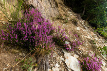 Blooming Purple Common Heather (Latin: Calluna Vulgaris). The Plant Is Growing On The Rocky Parts In The Ardennes And Eifel Park Near Bayehon In The Province Of Liege, Belgium