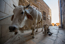 Portrait Of Cow And Female Dog Feeding Puppies On Street, Jaisalmer, Rajasthan, India