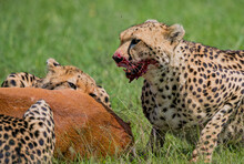 Blood Covers The Face Of The Mother Cheetah During An Impala Kill In Kenya.CR2