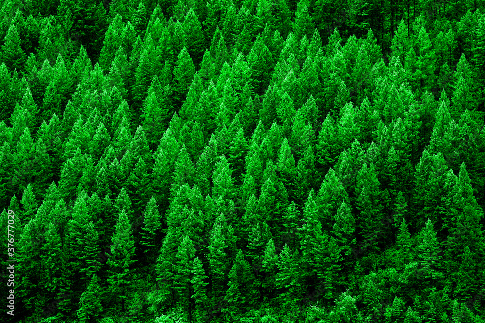 Lush Green Pine Forest of Trees Mountainside Wilderness Environment - obrazy, fototapety, plakaty 