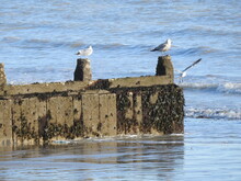 Seagulls On The Breakwater