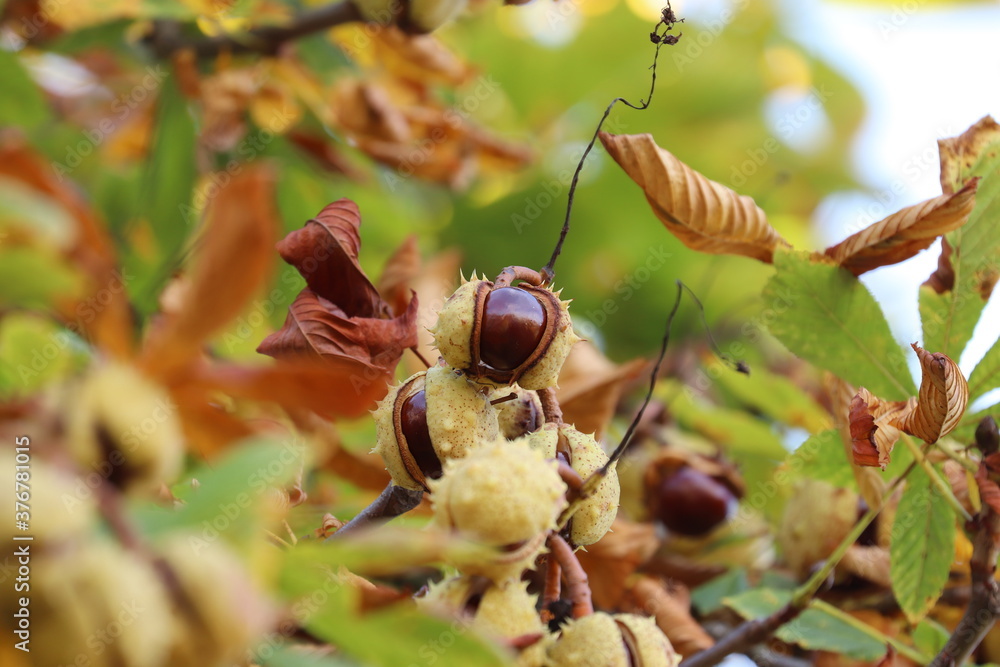 Horse chestnut (Aesculus hippocastanum) also known as conker tree ...