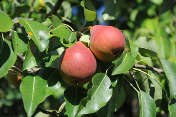 two red pears on a branch