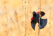 Close Up Of Red Winged Blackbird Perching On Twig