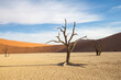 © Tandem Stock - View of bare trees on desert landscape