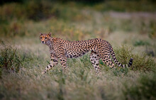 Very Thin Cheetah Who Has Not Eaten In A Few Days