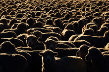 Large Flock Of Sheep