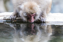 Japanese Macaque Drinking Water