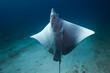 © Tandem Stock - Portrait of spotted eagle ray swimming in sea