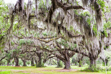 View Of Live Oak And Spanish Moss