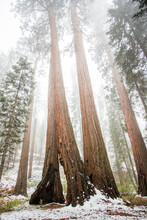 View Of Large Trees In Sequoia National Park