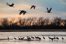 Sandhill Cranes Feeding In Platte River During Sunset