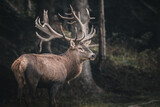 red deer in the forest