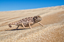 Close Up Of Namaqua Chameleon Crawling On Desert Landscape