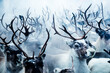 © Tandem Stock - Group of reindeer in Lapland, Sweden