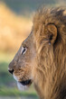 © Tandem Stock - Close up of wild lion