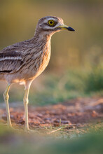 Portrait Of Stone Curlew Perching On Ground