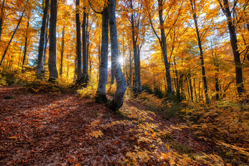 Wall Mural - sun rays through autumn trees. natural fall landscape in the forest. fall forest and sun as a backgr