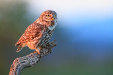 Close Up Of Little Owl Perching On Branch During Sunset