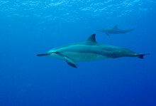 Spinner Dolphins Swimming In Sea
