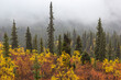 © Tandem Stock - Autumn tree forest with fog in Yukon's Tombstone Territorial Park
