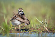 Close Up Of Little Ringed Plover Preening Feather