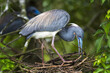 © Tandem Stock - Tricolored heron building nest in Saint Augustine, Florida