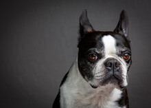 Portrait Of Boston Terrier