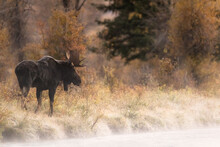 Moose Standing In Forest