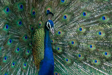 Portrait Of Peacock