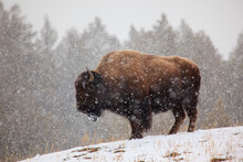 Bison In Yellowstone National Park During Snowfall