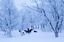 Siberian Husky Dog Sled On Snowy Landscape