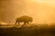 © Tandem Stock - Silhouette of bison walking on grassy landscape during sunrise
