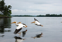 Pelicans Flying Over Kabetogama Lake