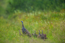 Wild Turkey With Chicks Walking On Grass