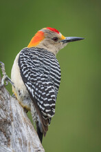 Close Up Of Northern Flicker Woodpecker Perching On Tree