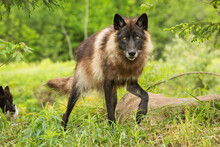 Portrait Of Wolf Walking In Forest