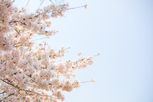 Cherry Blossom Tree Against Sky