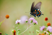 Swallowtail Butterfly On Pink Flowers In South Texas